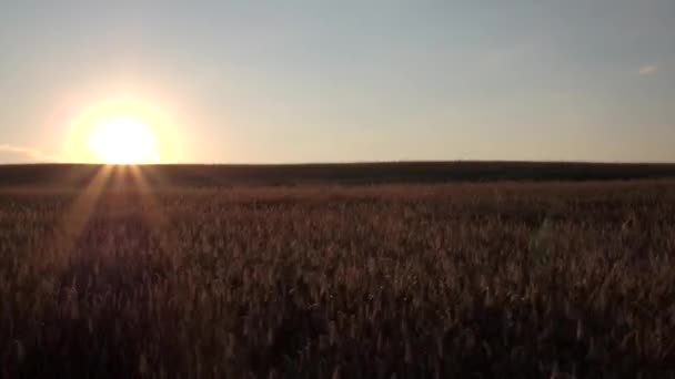 Luchtfoto Vliegen Tarweveld Zonsondergang Zonder Wolken Europese Natuur Landschap Met — Stockvideo