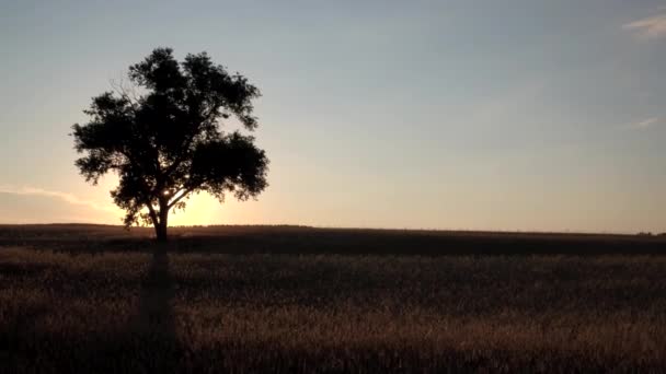 Aerial Flying Wheat Field Sunset Clouds European Nature Landscape Tree — Stock Video