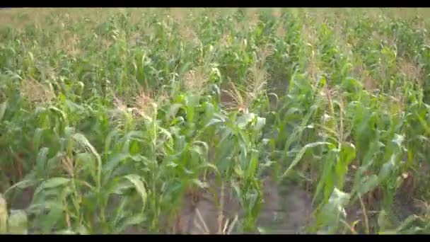 Terbang Atas Ladang Jagung Saat Matahari Terbenam Tanpa Awan Pemandangan — Stok Video