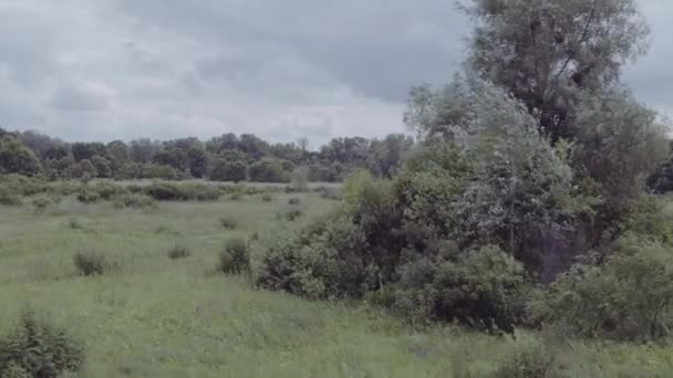 Luchtfoto Schieten Jong Meisje Witte Jurk Draait Een Gras Veld — Stockvideo