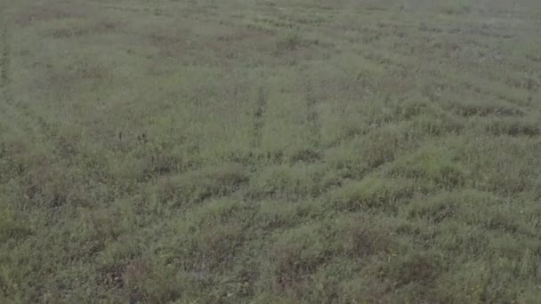 Aereo Tiro Donna Abito Bianco Esecuzione Campo Erboso Nella Nebbia — Video Stock