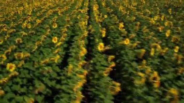Ayçiçeği yaz aylarında hava çekim alanı. Ukrayna, Europe tarım tarım. Ukraynalı Köyü, Ukraynalı doğa