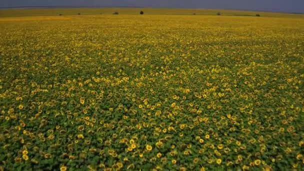 Champ aérien de tournesols en été. Agriculture en Ukraine, Europe. Village ukrainien, nature ukrainienne 