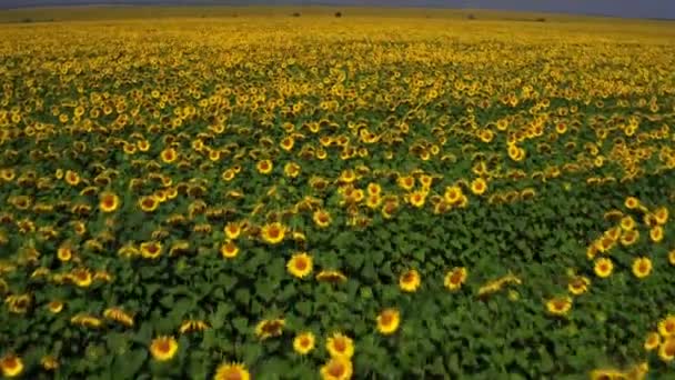 Campo Tiro Aéreo Girasoles Verano Agricultura Ucrania Europa Pueblo Ucraniano — Vídeo de stock