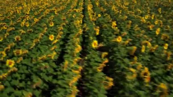 Поле Воздушной Съемки Подсолнухов Летом Сельское Хозяйство Украины Европы Украинская — стоковое видео