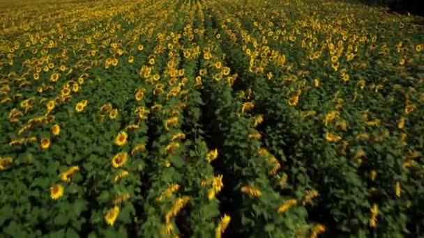 Campo Tiro Aéreo Girasoles Verano Agricultura Ucrania Europa Pueblo Ucraniano — Vídeos de Stock