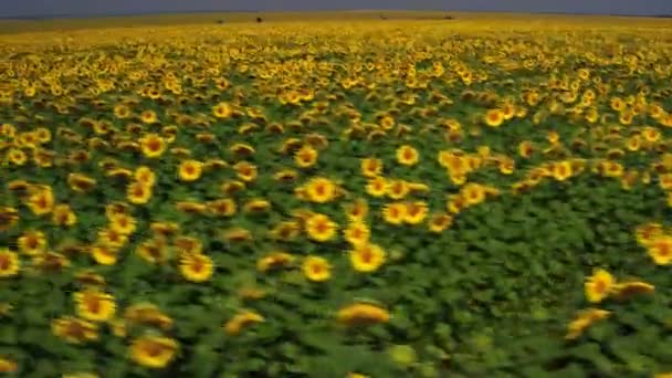 Campo Tiro Aéreo Girasoles Verano Agricultura Ucrania Europa Pueblo Ucraniano — Vídeos de Stock