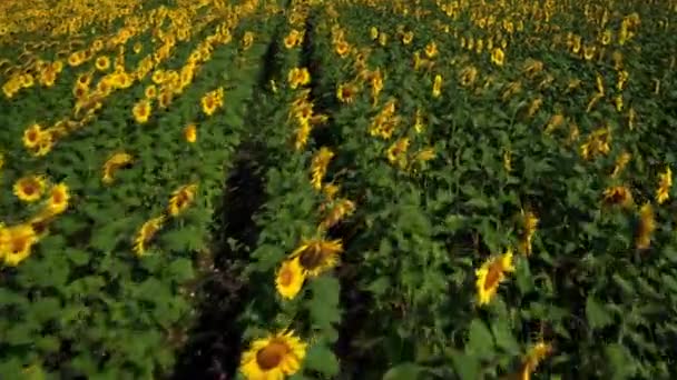 Campo Tiro Aéreo Girasoles Verano Agricultura Ucrania Europa Pueblo Ucraniano — Vídeos de Stock