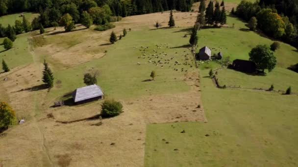 Vista Aérea Montagens Cárpatos Verão Natureza Dos Cárpatos Abetos Vista — Vídeo de Stock