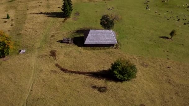 夏の空撮カルパティア取付け カルパチアの性質 トウヒ 空撮ウクライナのカルパチア村 羊牧場の羊の群れ — ストック動画