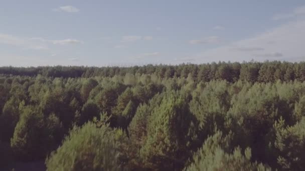 Légi Felvétel Srác Kergeti Lány Mezőn Erdőbe Légi Fényképezés Ember — Stock videók