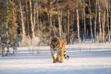 Siberian tiger (Panthera tigris tigris) clipart