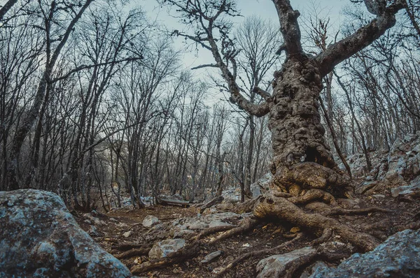 Floresta Outono Montanha Aykuaivenchorr Península Kola Região Murmansk — Fotografia de Stock