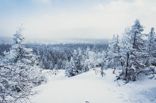 Scenic view of snowy forest in Mountain Aykuaivenchorr, Kola Peninsula, Murmansk region