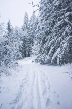 Kış orman, Urenga aralığı, Taganay, Chelyabinsk bölgesi doğal peyzaj