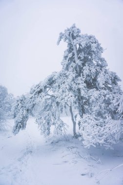 Kış orman, Urenga aralığı, Taganay, Chelyabinsk bölgesi doğal peyzaj