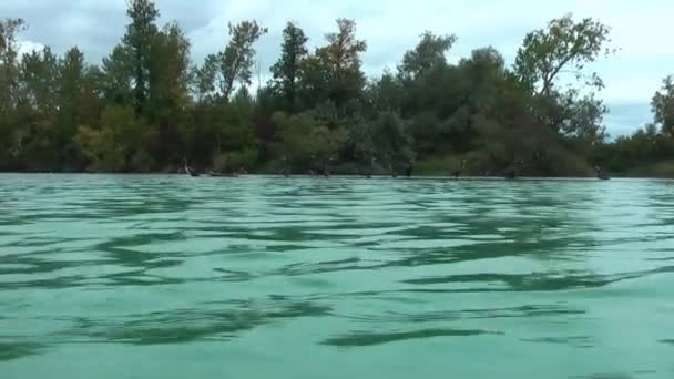 小さな島に Cormorans 水の表面に近い記録 — ストック動画
