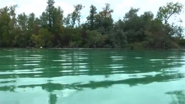 Cormorans Małej Wyspie Nagrywanie Blisko Powierzchni Wody — Wideo stockowe