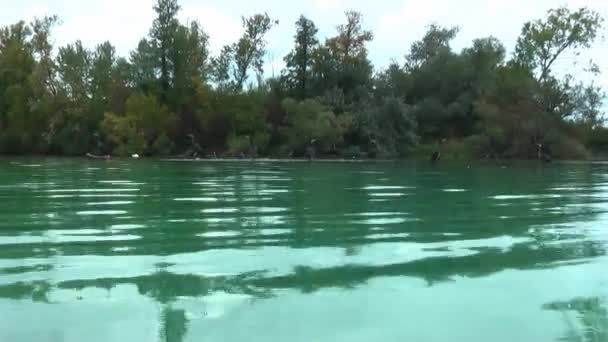 Kormorane Auf Einer Kleinen Insel Aufzeichnung Nahe Der Wasseroberfläche — Stockvideo