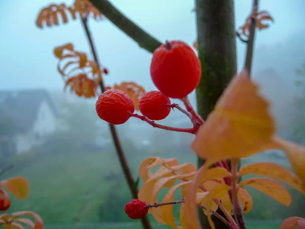 Jovem Rowan Árvore Outono Bagas Folhas Coloridas Fundo Nevoeiro — Fotografia de Stock