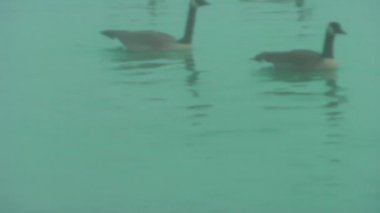 Yaban kazları. Sonbahar. Göl. Sis. Kazlar Gıda için arıyoruz.