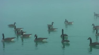 Yaban kazları. Sonbahar. Göl. Sis. Kazlar Gıda için arıyoruz.