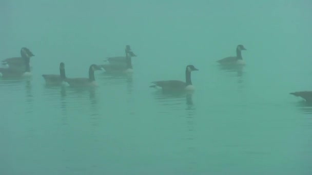 Dzikie Gęsi Jesienią Jezioro Mgła Gęsi Szukają Pożywienia — Wideo stockowe