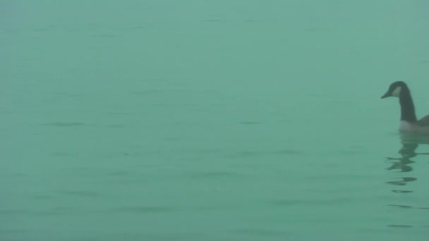 Oche Selvatiche Autunno Lago Nebbia Oche Stanno Cercando Cibo — Video Stock