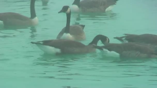 Gansos Salvajes Otoño Lago Niebla Los Gansos Buscan Comida — Vídeos de Stock