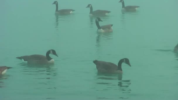 Gansos Salvajes Otoño Lago Niebla Los Gansos Buscan Comida — Vídeos de Stock