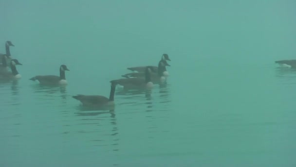 Άγριες Χήνες Φθινόπωρο Λίμνη Ομίχλη Χήνες Ψάχνουν Για Φαγητό — Αρχείο Βίντεο