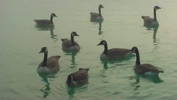 Wild Geese Autumn Lake Fog Geese Looking Food — Stock Video