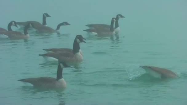 Gansos Salvajes Otoño Lago Niebla Los Gansos Buscan Comida — Vídeo de stock