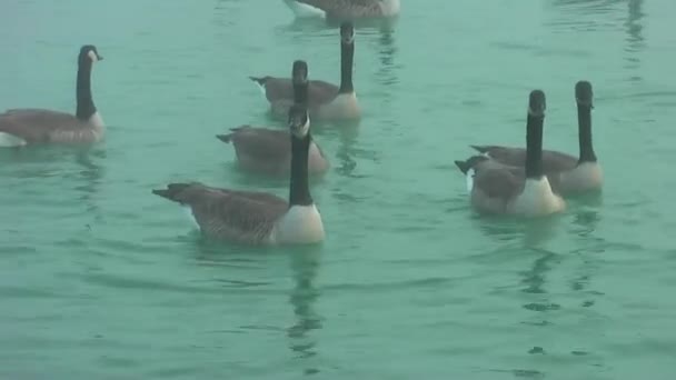 Gansos Salvajes Otoño Lago Niebla Los Gansos Buscan Comida — Vídeos de Stock