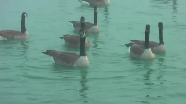 Wilde Ganzen Herfst Lake Mist Ganzen Zijn Zoek Naar Voedsel — Stockvideo