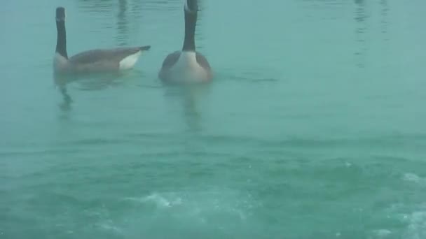 Yaban Kazları Sonbahar Göl Sis Kazlar Gıda Için Arıyoruz — Stok video