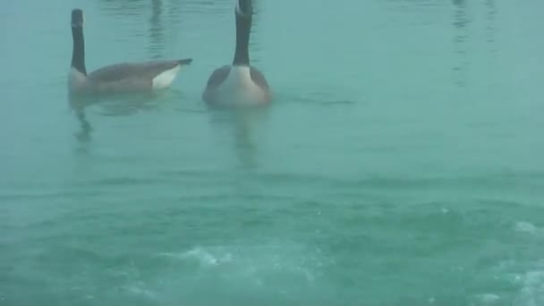 Gansos Selvagens Outono Lago Nevoeiro Gansos Estão Procura Comida — Vídeo de Stock