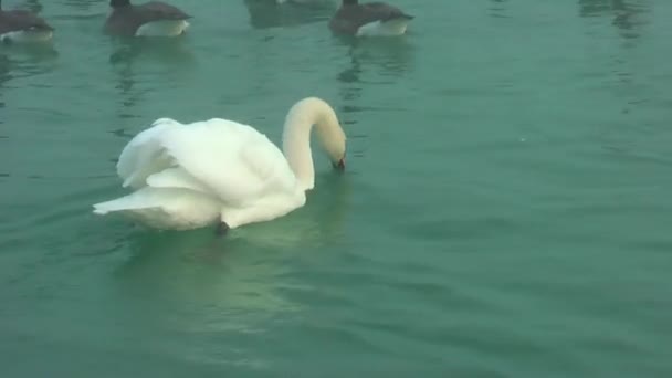 鹅在找食物 — 图库视频影像