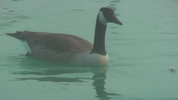 Yaban Kazları Sonbahar Göl Sis Kazlar Gıda Için Arıyoruz — Stok video