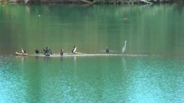 Kuşlar gölün. Cormorans ve heron. Cormoran kuru kanatları. Banyoları.