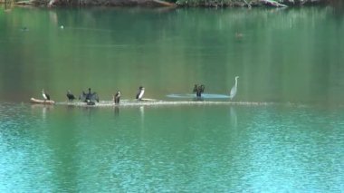 Kuşlar gölün. Cormorans ve heron. Cormoran kuru kanatları. Banyoları.