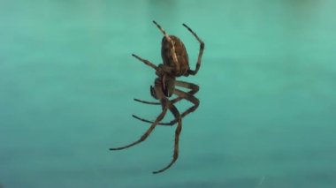 Örümcek web yakın çekim. Arka planda - parlak mavi göl.