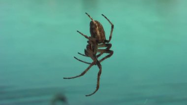 Örümcek web yakın çekim. Arka planda - parlak mavi göl.