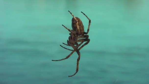 Spinne Netz Aus Nächster Nähe Hintergrund Ein Strahlend Blauer See — Stockvideo