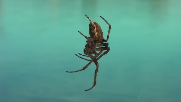 Aranha Teia Close Fundo Lago Azul Brilhante — Vídeo de Stock