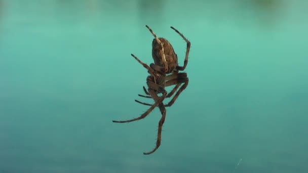 Spinne Netz Aus Nächster Nähe Hintergrund Ein Strahlend Blauer See — Stockvideo