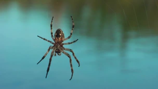Αράχνη Για Web Close Στο Παρασκήνιο Μια Καταγάλανη Λίμνη — Αρχείο Βίντεο