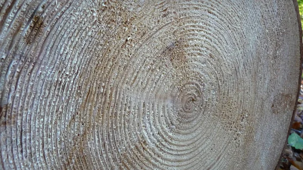 Пиляне Дерево Лісі Стовбур Структура Поперечного Перерізу Колоди — стокове фото