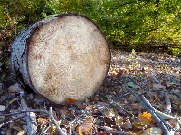 Albero Segato Nella Foresta Bagagliaio Struttura Della Sezione Trasversale Del Foto Stock