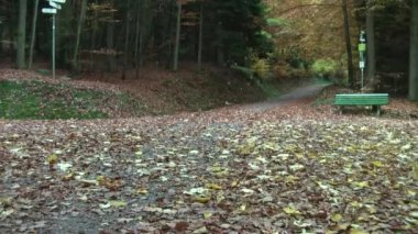 Sonbahar. Orman yaprak sonbaharda. Bir orman yolu kavşak. Sarı yapraklar sonbaharda ağaçlardan.